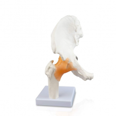 Hip Joint